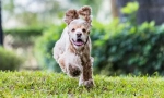 Američki cocker spaniel (fotografija): bhakte i lijepi prijatelj, deft lovac